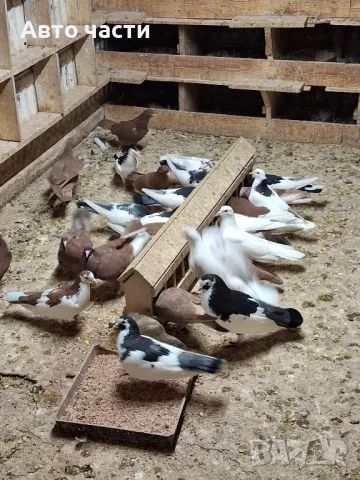 пазарджишки високолетачи със добри постижения , снимка 5 - Гълъби - 48656358