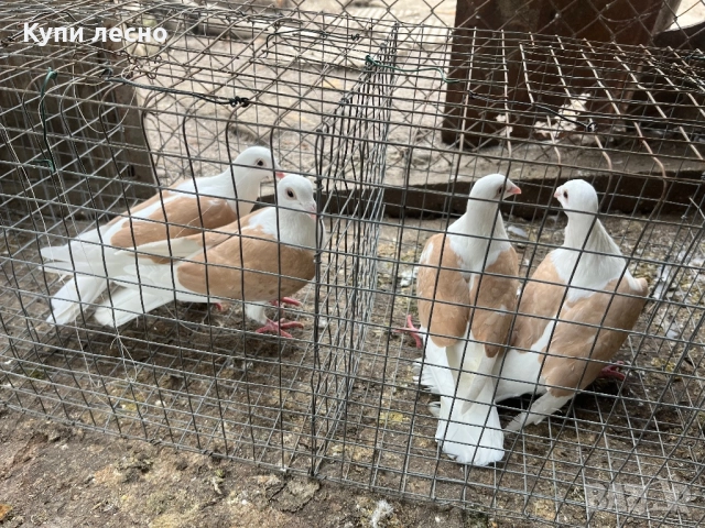 Пощи на капак гълъби , снимка 5 - Гълъби - 52455778