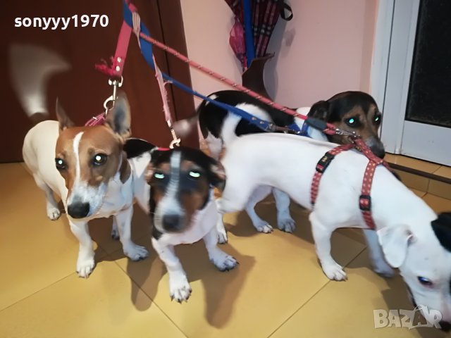 джак ръсел-женско куче на 5 месеца-кукла 0707220925, снимка 6 - Джак ръсел териер - 37313283