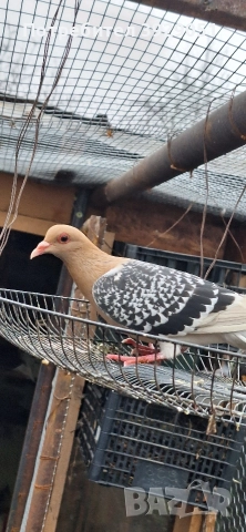 Продавам Нюмберски гълъби, снимка 5 - Гълъби - 52595905