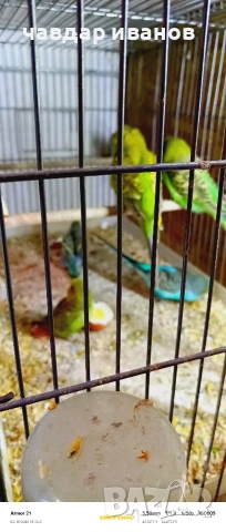 какарики и вълнисти папагали , снимка 6 - Папагали - 53526178