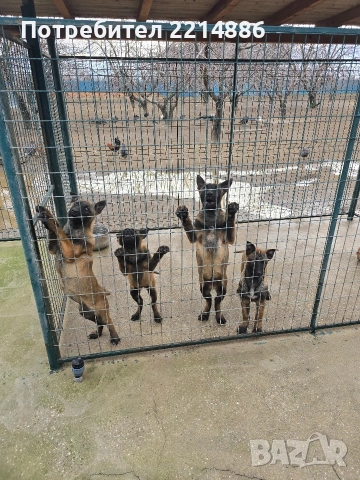 Белгийски овчарки-Малиноа , снимка 6 - Други - 52341802