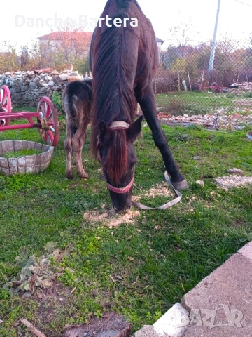 Kobila, снимка 4 - Коне - 52445750