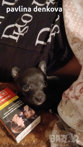 Чихопинчер който търси своя нов дом..