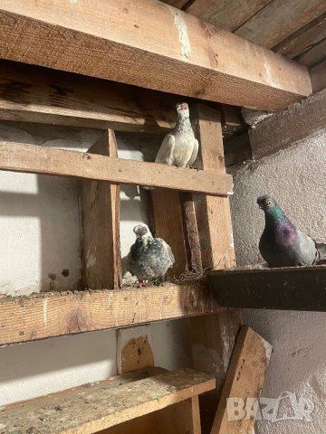 Будапещенски кьсоклюн/японци мьжки и женски, снимка 6 - Гълъби - 37066444