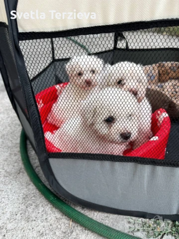 Болонки , снимка 7 - Болонка - 50991038