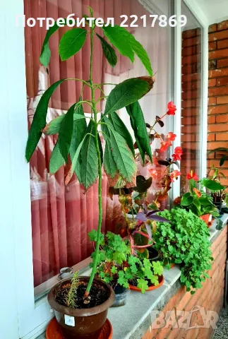 Авокадо в саксия 