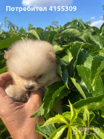 Мини Померан, снимка 6 - Померан - 48347965
