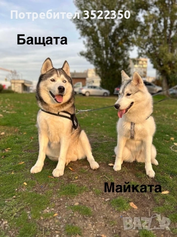 Бебета порода сибирско хъски –  за резервации , снимка 9 - Хъски - 53287534