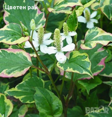 Хутиния многогодишно зимоустойчиво растение 