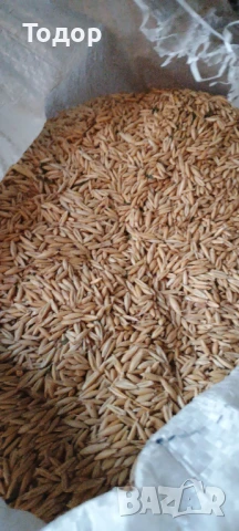 Продавам овес., снимка 2 - Папагали - 51309546