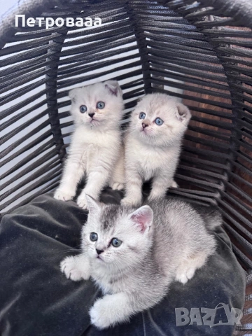 Британски / шотландски котенца , снимка 4 - Британска късокосместа - 53590580