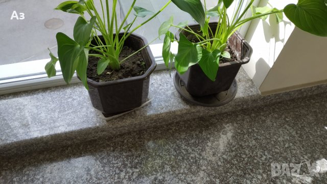 Продавам Цветя Кала за дома - големи, снимка 5 - Разсади - 36583992