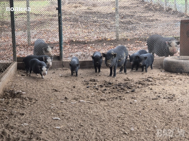 Виетнамски прасенца мъжки кастрирани на 4 месеца 150 лв., снимка 2 - Прасета - 52307274