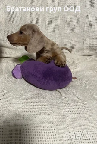 Мини Дакел, снимка 10 - Дакели - 49930212