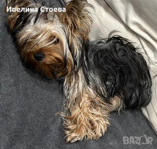 Коледни играчки и сурвачки , снимка 8 - Декорация за дома - 52865970