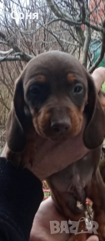 Дакели , снимка 7 - Дакели - 52281660