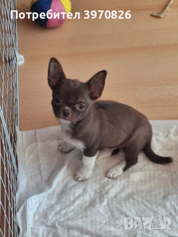 Идеално Момче Чихуахуа , снимка 4 - Чихуахуа - 50747156