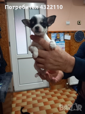 Чихуахуа , снимка 4 - Чихуахуа - 52432620