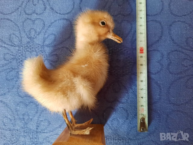 Сувенир патенце, снимка 10 - Декорация за дома - 44877757