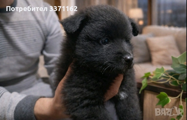  Момиче  Померан, снимка 3 - Померан - 53561579