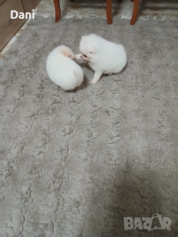 Mini Pomeran, снимка 14 - Померан - 53406474