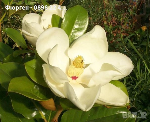 Магнолия Грандифлора  “Magnolia Grandiflora”, снимка 2 - Разсади - 35664284