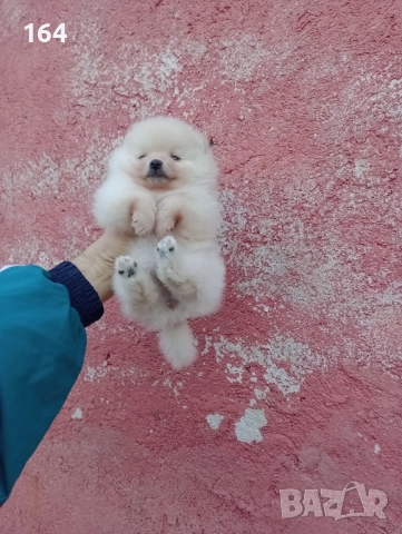 Малък Шпиц - Померан. Момичета. Снимки от 22.12.25 г., снимка 4 - Померан - 52809054