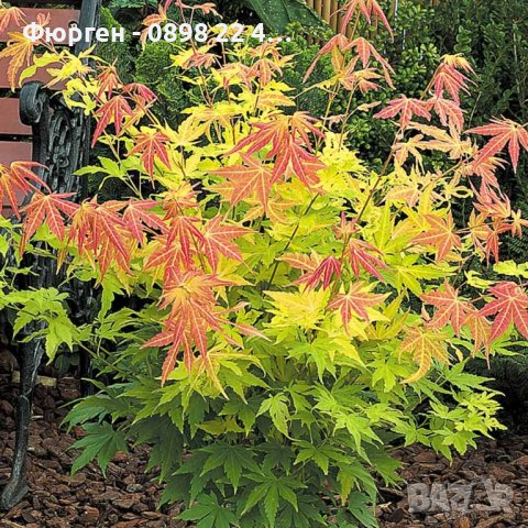  АЦЕР - ЯПОНСКИ КЛЕН , ОРАНЖЕВ- ACER PALMATUM ‘ORANGE DREAM’, снимка 3 - Разсади - 40752289