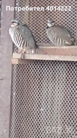 Кеклици , снимка 2 - други­ - 53010858