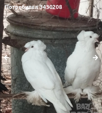 продавам гълъби, снимка 2 - Гълъби - 52494031