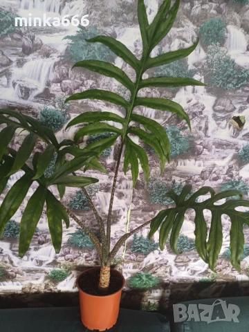 Голяма Алоказия, снимка 3 - Стайни растения - 53045234