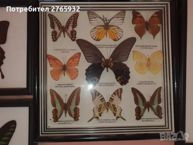 Истински Пеперуди в рамка, снимка 7 - Декорация за дома - 49843881