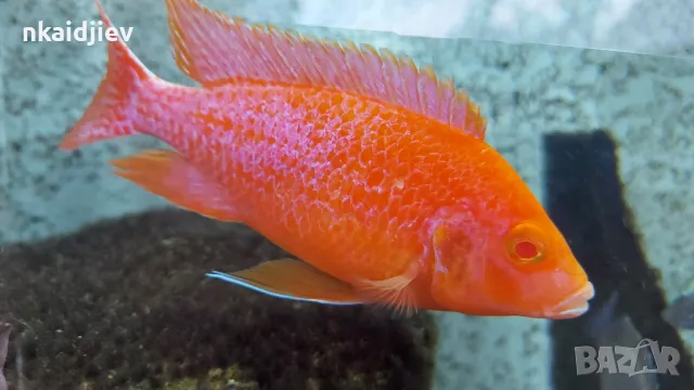 Перфектни, пъстри, цветни риби (цинотилапии и аулонокари), снимка 2 - Рибки - 47399931