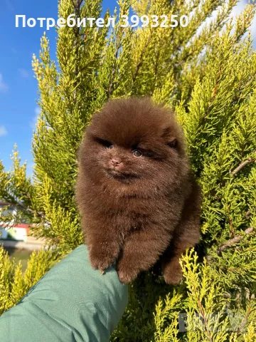Померан момче, снимка 3 - Померан - 48491717