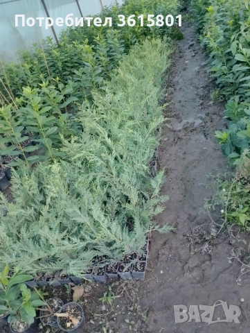 лавровишна 4лв,  лейланди 5лв, снимка 6 - Други стоки за дома - 51589874