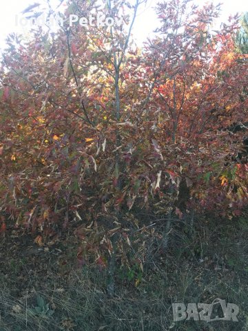 Американски червен дъб, снимка 5 - Градински цветя и растения - 39868138