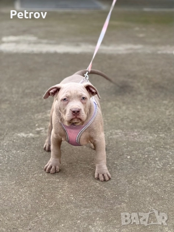 Американско були, снимка 5 - Питбул - 51911928