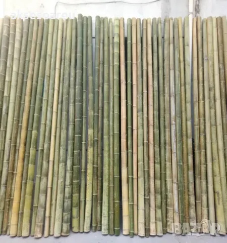 Висококачествени Семена от бамбук Moso Bambo декоративни растения за дома и двора бамбуков разсад, снимка 10 - Сортови семена и луковици - 49007699