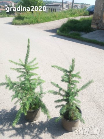 Сребрист смърч (Picea pungens), снимка 9 - Градински цветя и растения - 29531057