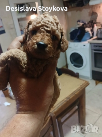 продавам той пудел 