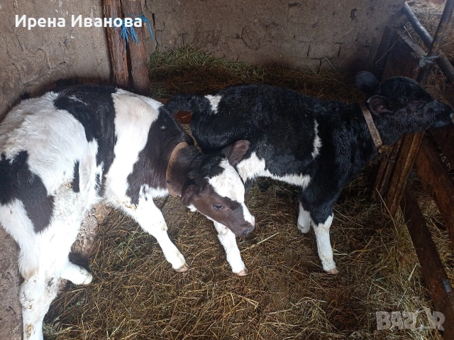 Продавам две женски телета , снимка 2 - Крави - 53350999