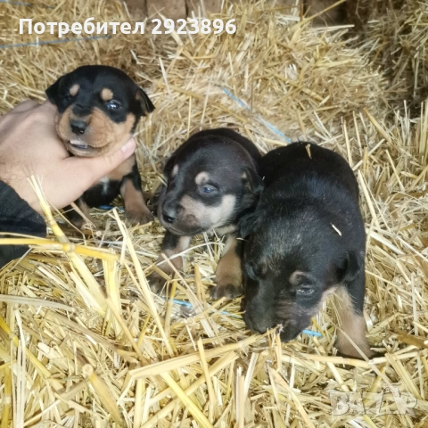 Ягдтериер, снимка 3 - Ягдтериер - 52424138