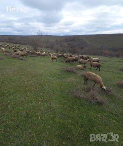 Продавам стадо под Селекция , снимка 4 - Овце - 53585024