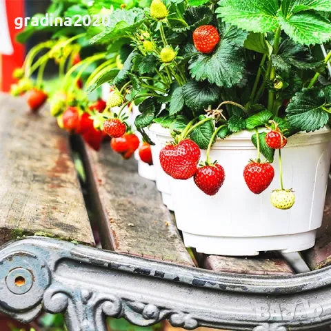   Налични 3 сорта ягоди  