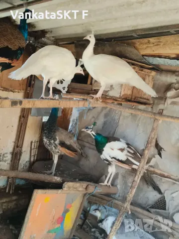 Пауни, снимка 1