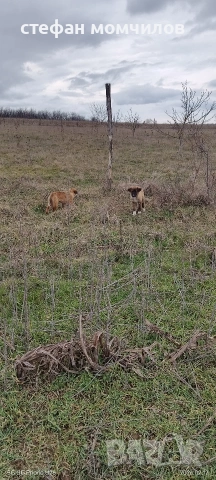 подарявам , снимка 3 - Други - 52387377