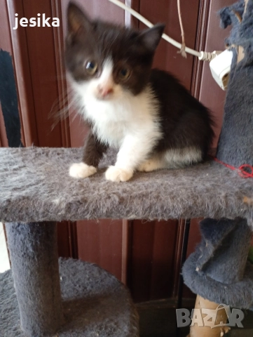 малки сладки котенца полуперсийчета , снимка 7 - Други - 52403277