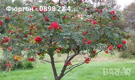 Офика - Sorbus aucuparia, снимка 2 - Разсади - 38210169