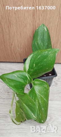 Сциндапсус Rubicon 